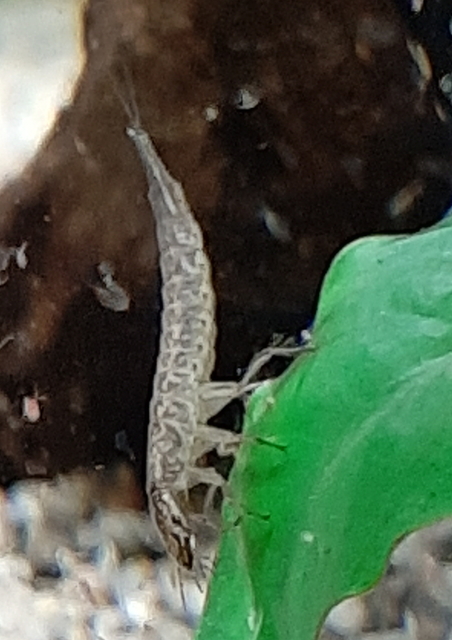Colymbetes fuscus - gyakori recéscsíkbogár