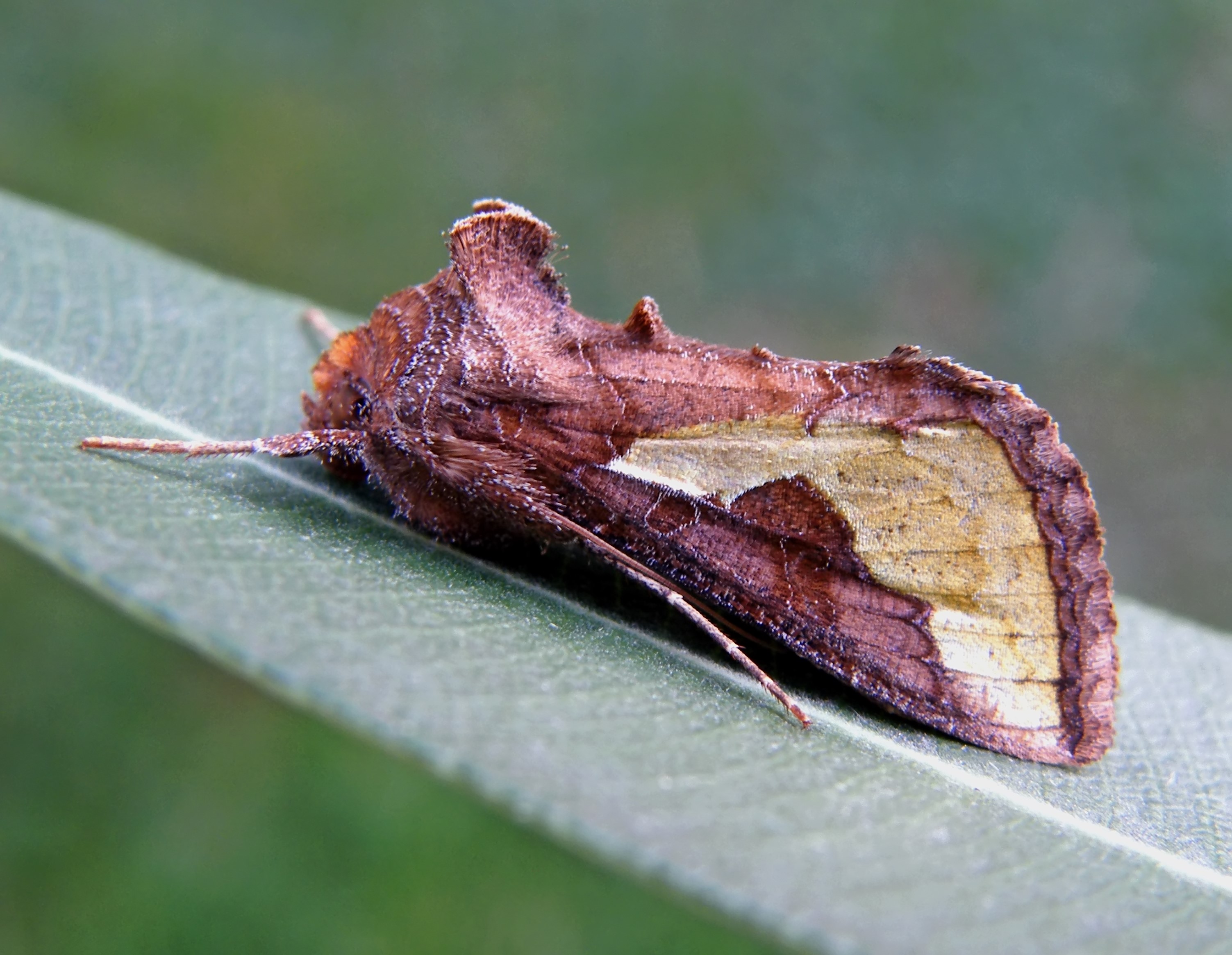 Thysanoplusia orichalcea - sujtásos aranybagoly