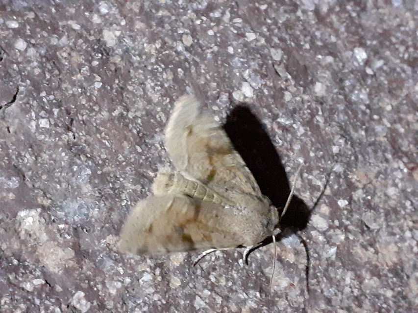 Orthosia incerta - változékony barkabagoly