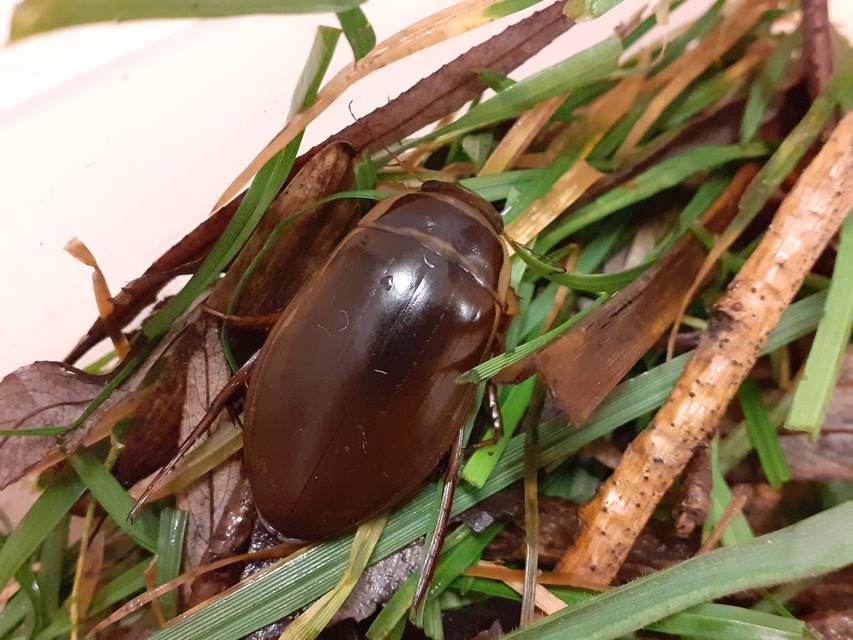 Dytiscus marginalis - szegélyes csíkbogár