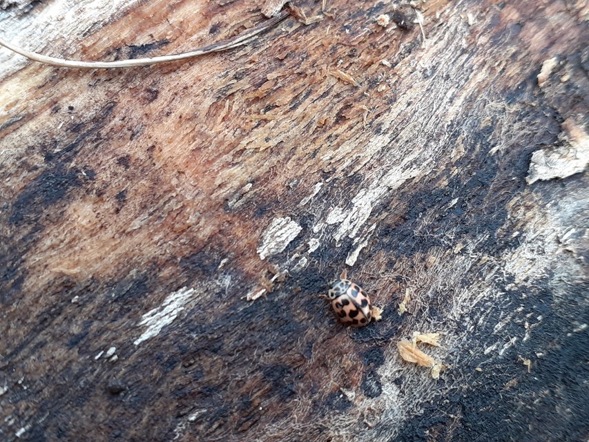 Oenopia conglobata - rózsás katica
