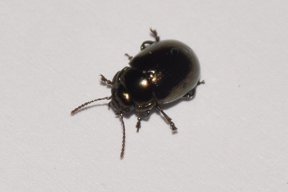 Chrysolina chalcites - homoki levelész Chrysolina chalcites - homoki levelész