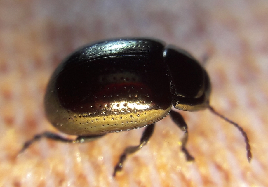 Chrysolina chalcites - homoki levelész Chrysolina chalcites - homoki levelész