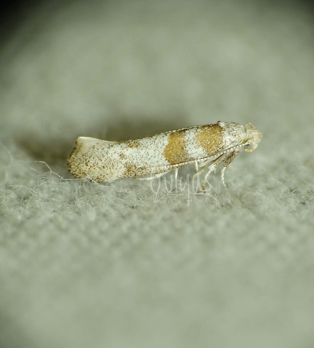 Cedestis gysseleniella - hamvas fenyőtűmoly
