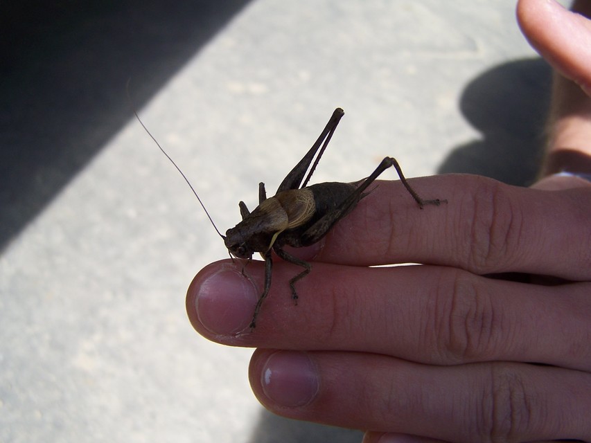 Pholidoptera aptera - nagy avarszöcske