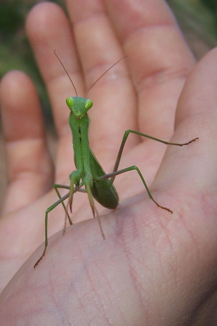 Mantis religiosa - imádkozósáska