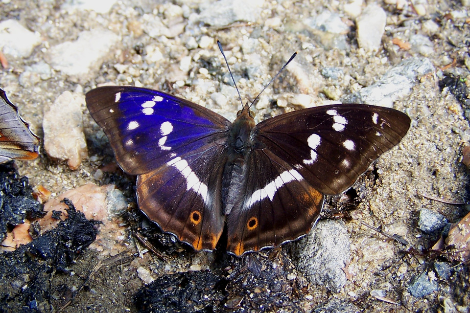 Apatura iris - nagy színjátszólepke