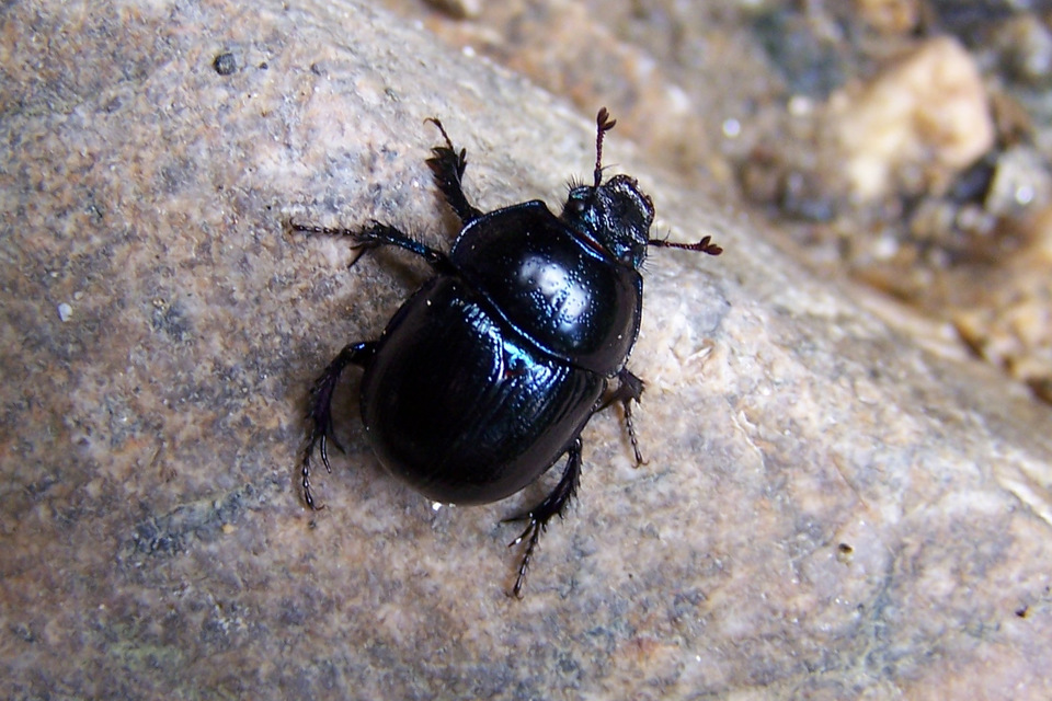 Anoplotrupes stercorosus - erdei álganéjtúró