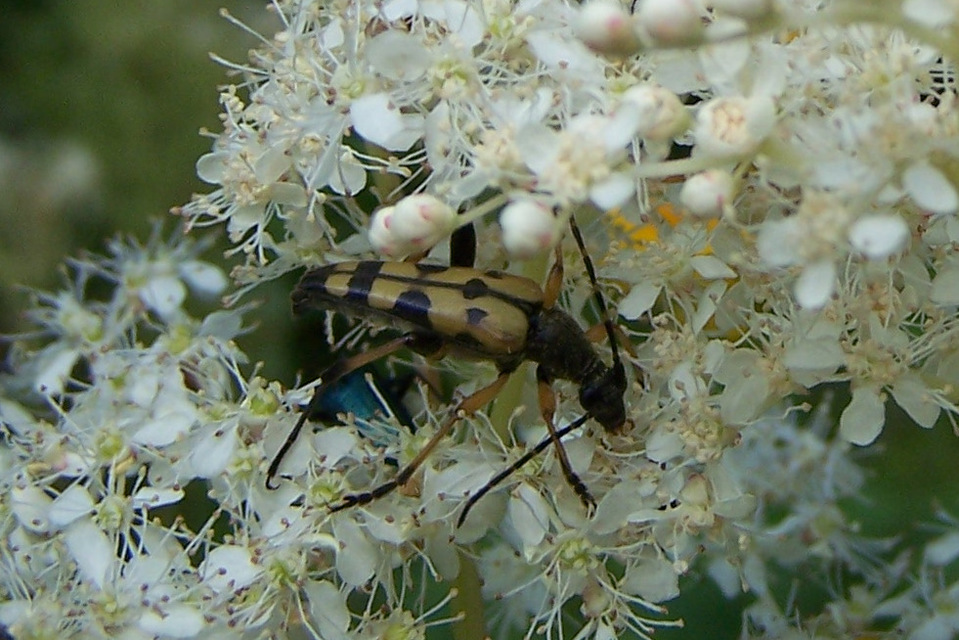 Rutpela maculata - tarkacsápú karcsúcincér