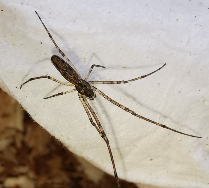 Tetragnatha