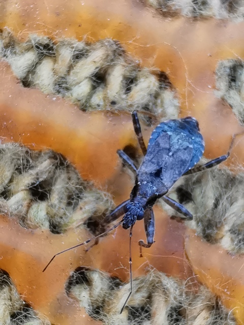 Himacerus