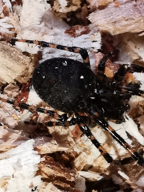 Metellina merianae - rejtett keresztespók