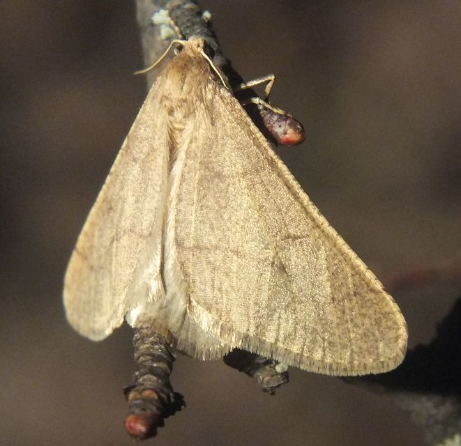 Erannis ankeraria - Anker-araszoló