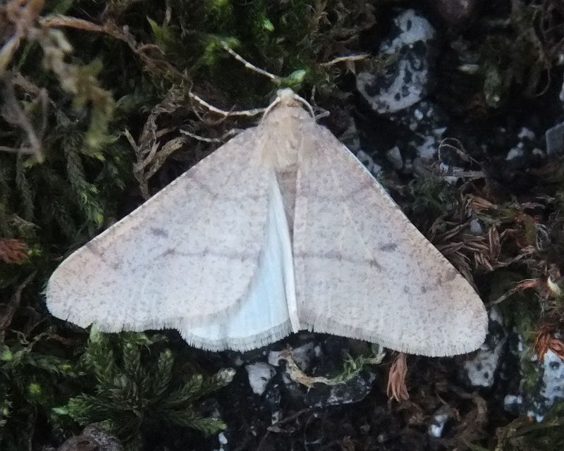 Erannis ankeraria - Anker-araszoló