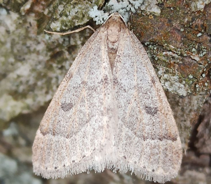Theria rupicapraria - tavaszi kökényaraszoló