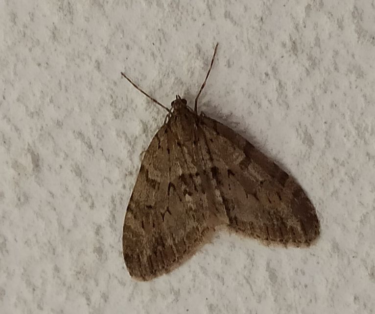 Trichopteryx polycommata - kőrisfa-lebenyesaraszoló