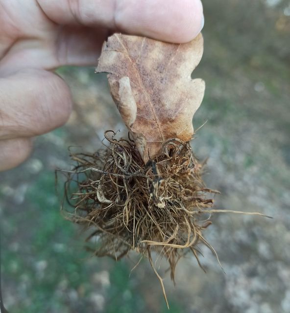 Andricus caputmedusae - medúzafej-gubacsdarázs