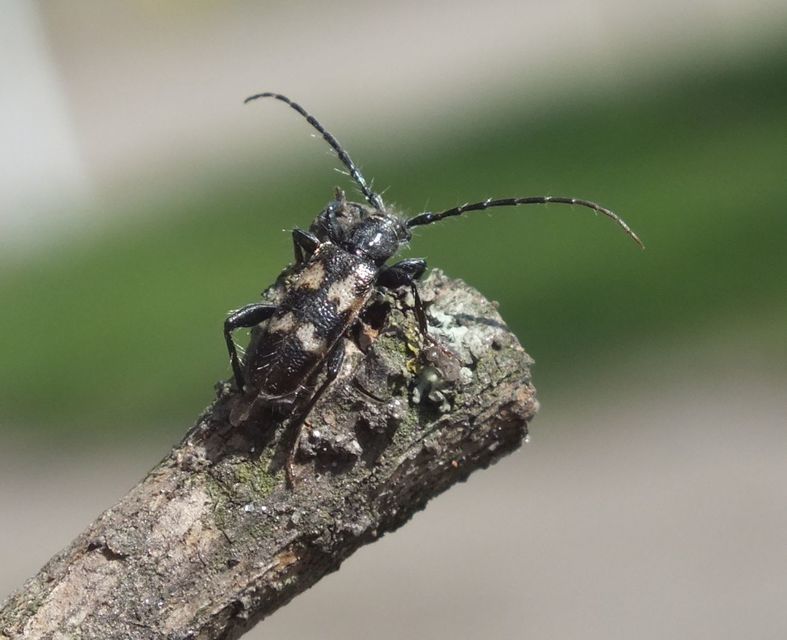 Semanotus undatus