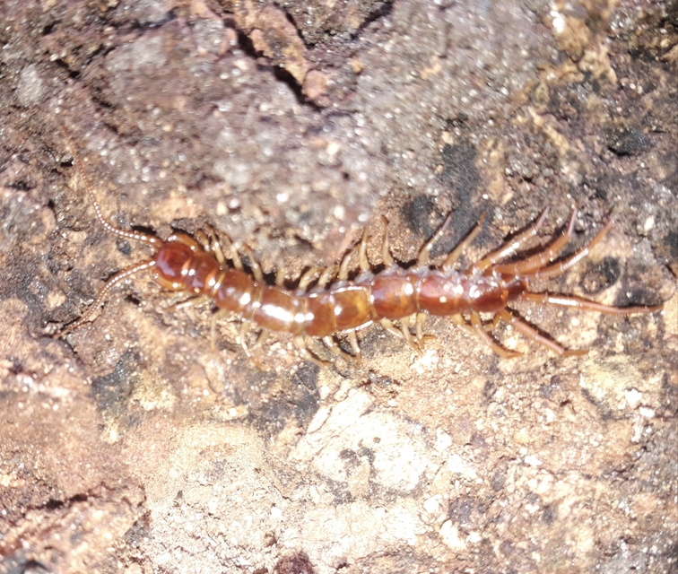 Lithobiidae
