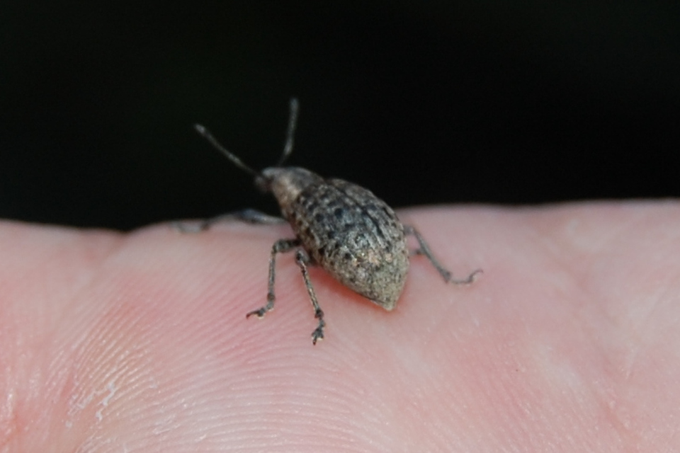 Liophloeus tessulatus - kockás barabolyormányos