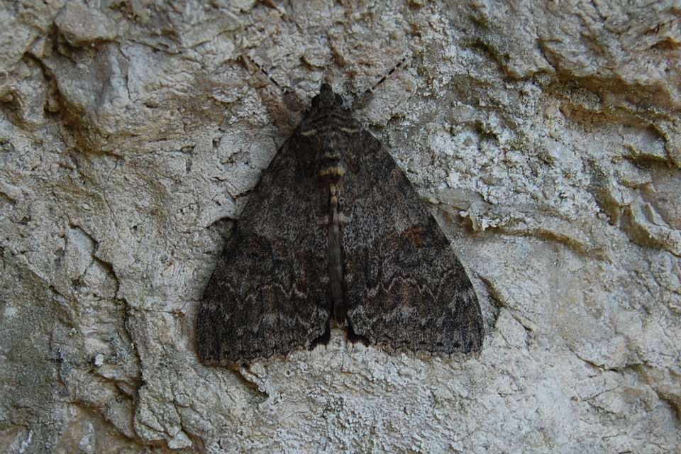 Catocala nupta - piros övesbagoly