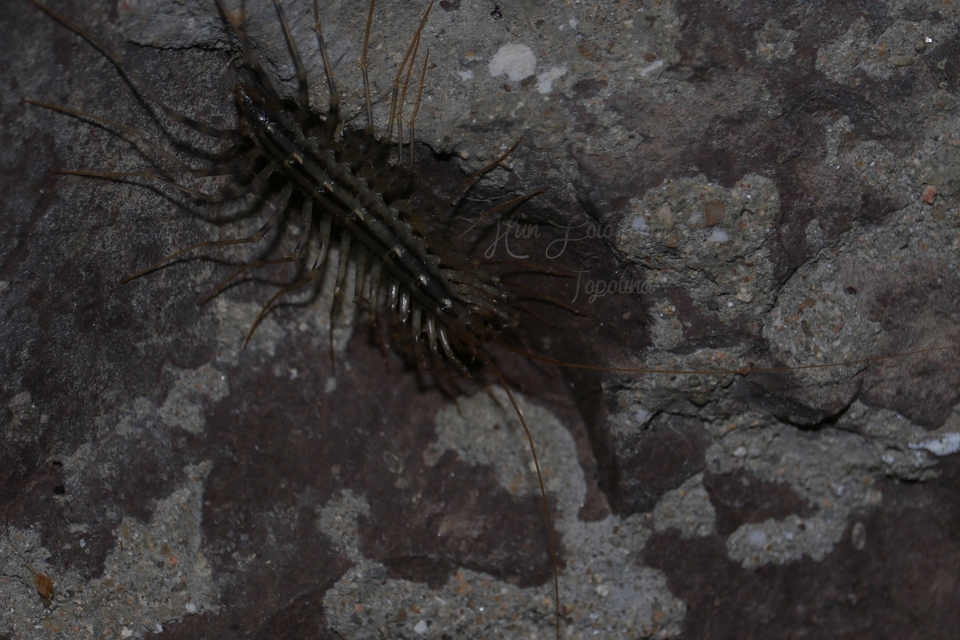Scutigera coleoptrata - légyölő pókszázlábú