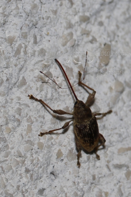 Curculio elephas - gesztenyezsuzsóka