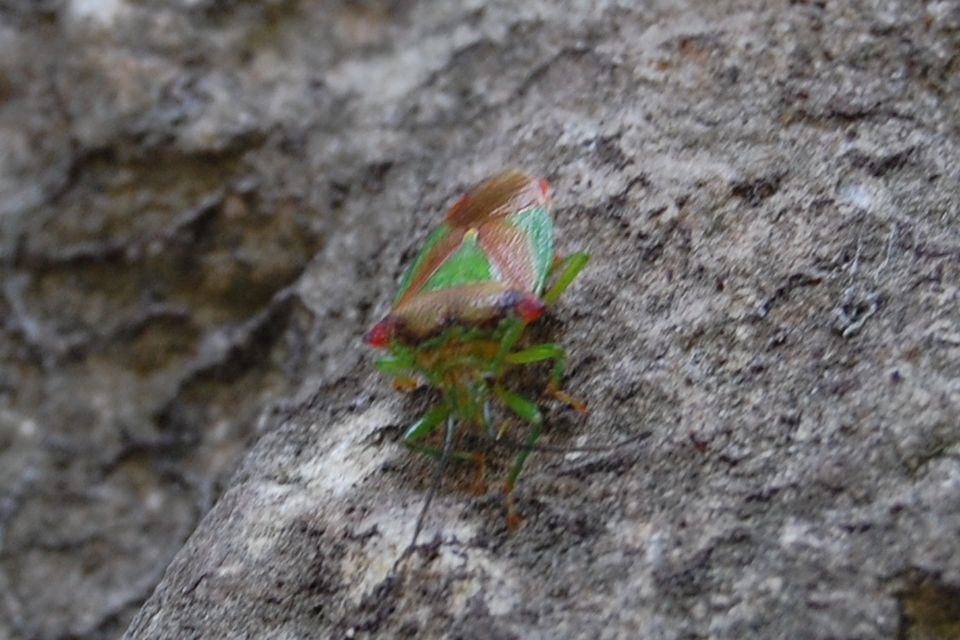 Acanthosoma haemorrhoidale - nagy dajkapoloska Acanthosoma haemorrhoidale - nagy dajkapoloska