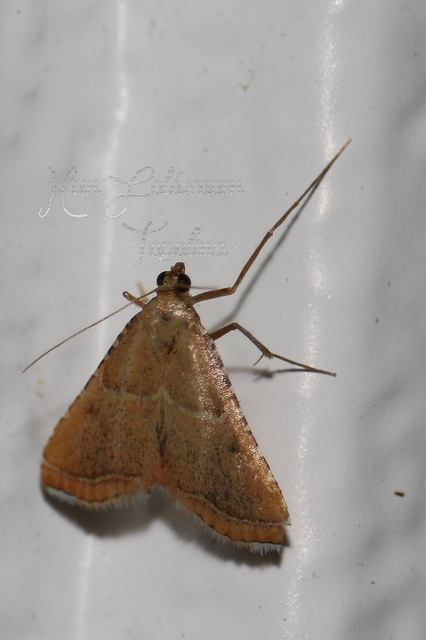 Endotricha flammealis - tüzesszárnyú fényilonca