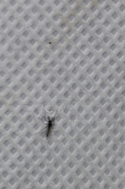 Chironomidae - árvaszúnyogok