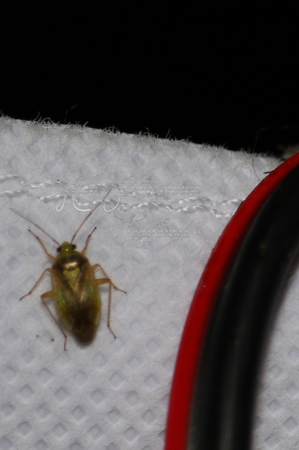Lygus rugulipennis - molyhos mezeipoloska