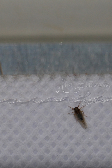 Delphacidae - sarkantyús kabócák