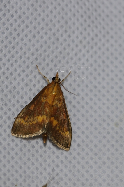 Ostrinia nubilalis - kukoricamoly
