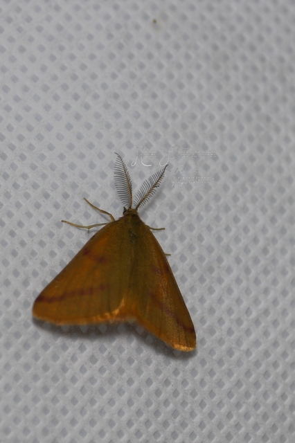 Lythria purpuraria - bíborsávos araszoló