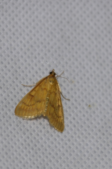 Ostrinia nubilalis - kukoricamoly