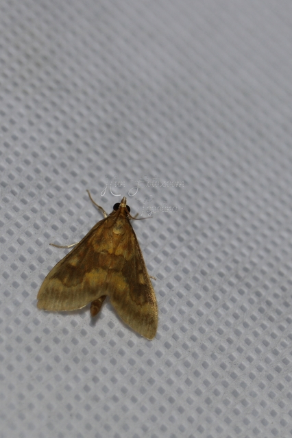 Ostrinia nubilalis - kukoricamoly