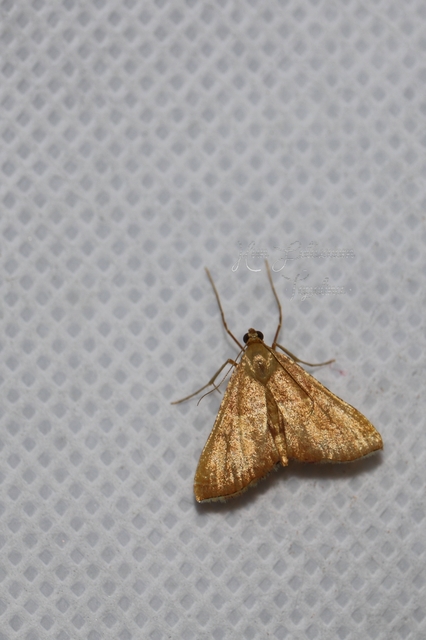 Endotricha flammealis - tüzesszárnyú fényilonca
