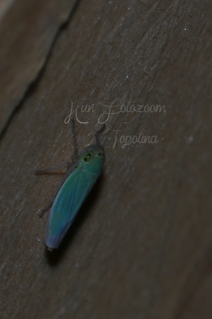 Cicadella viridis - méregzöld kabóca
