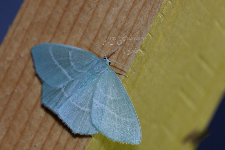 Hemistola chrysoprasaria - kékes zöldaraszoló