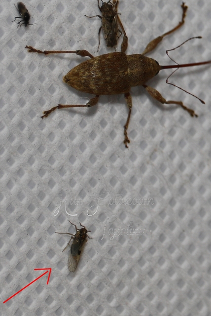 Delphacidae - sarkantyús kabócák