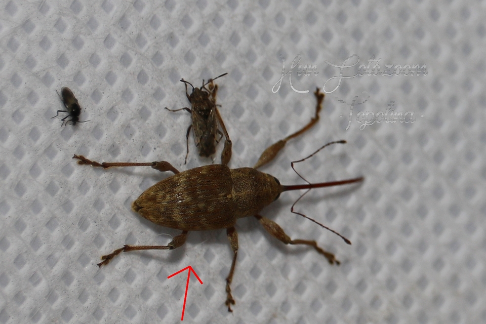 Curculio elephas - gesztenyezsuzsóka