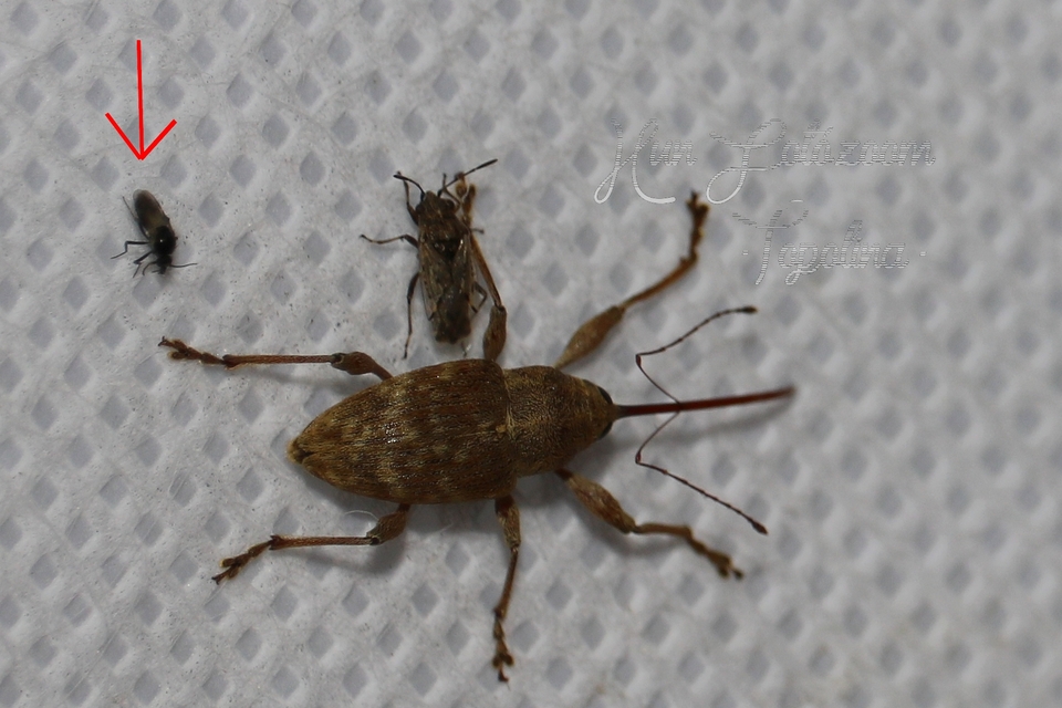 Ceratopogonidae - törpeszúnyogok