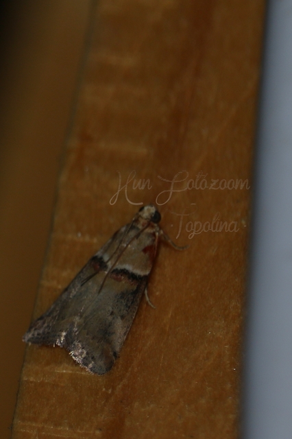 Acrobasis tumidana - bordás karcsúmoly