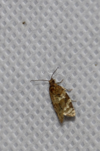 Argyrotaenia ljungiana - ékes sodrómoly
