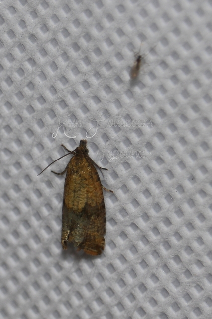 Celypha striana - pitypangfúró tükrösmoly