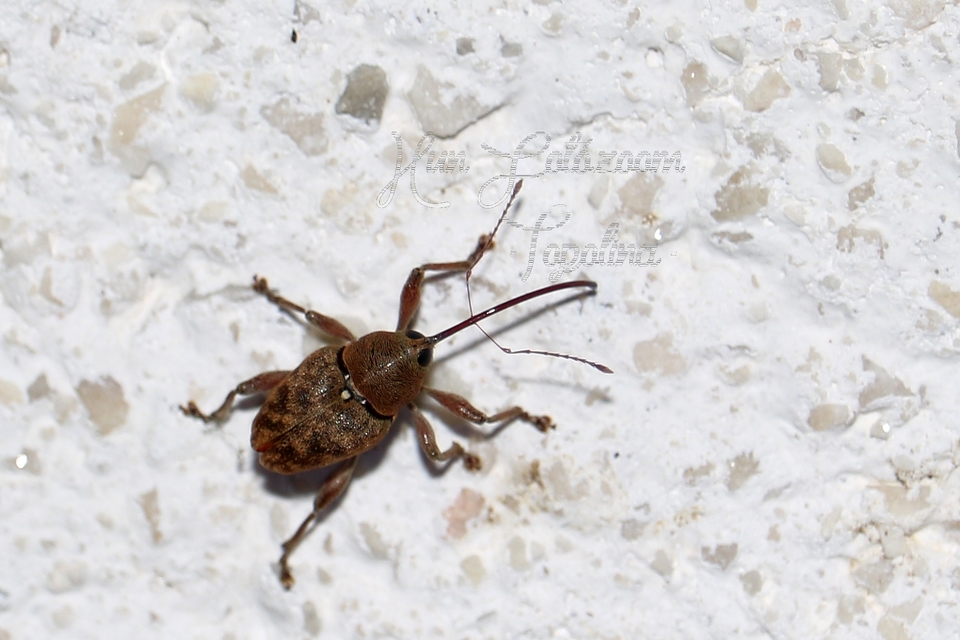 Curculio glandium - tölgymakkzsuzsóka