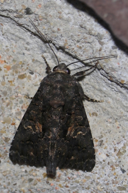 Anophia leucomelas - déli folyófűbagoly