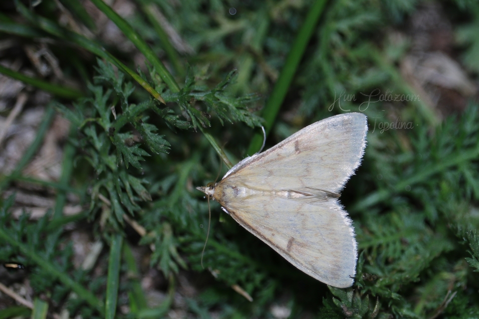 Ostrinia nubilalis - kukoricamoly