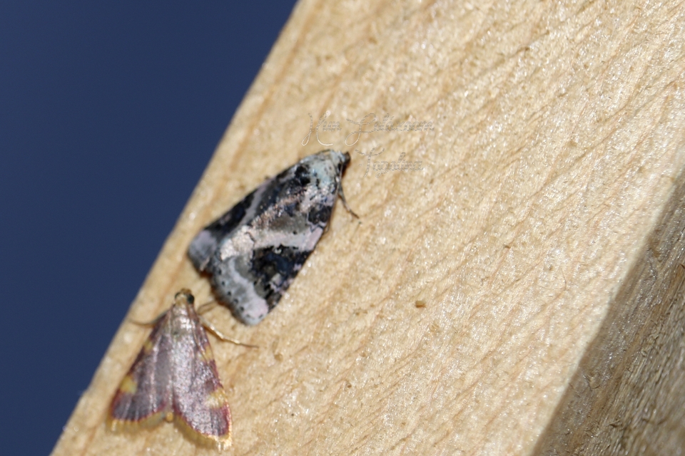 Pseudeustrotia candidula - fehéres apróbagoly