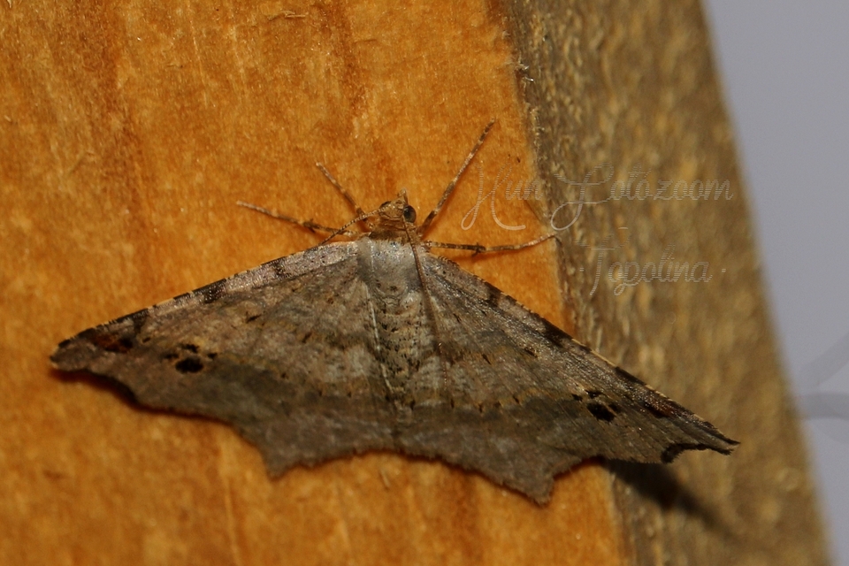 Macaria alternata - közönséges szürkearaszoló